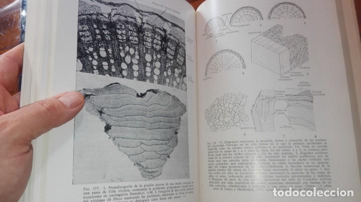 Libros de segunda mano: ANATOM&Iacute;A VEGETAL . A.FAHN. H.BLUME EDICIONES. - Foto 4