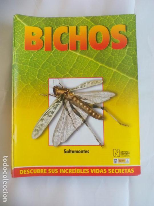 Libros de segunda mano: SALTAMONTES, FASC&Iacute;CULO DE BICHOS DE RBA 2008 . INSECTOS - Foto 1