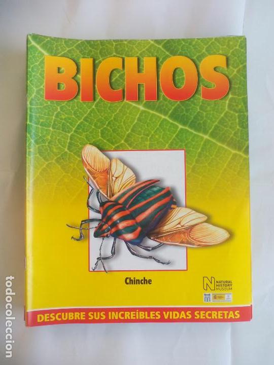 Libros de segunda mano: CHINCHES, FASC&Iacute;CULO DE BICHOS DE RBA 2008 . INSECTOS - Foto 1