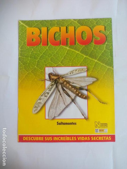 Libros de segunda mano: SALTAMONTES, FASC&Iacute;CULO DE BICHOS DE RBA 2008 . INSECTOS - Foto 1