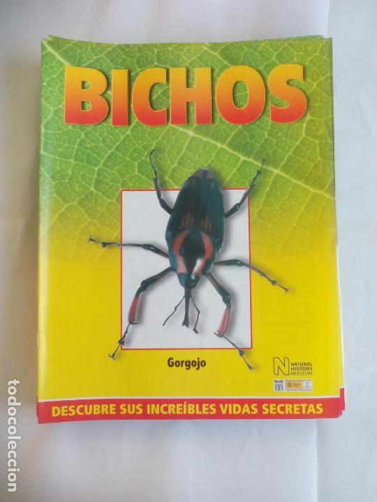 Libros de segunda mano: GORGOJO, FASC&Iacute;CULO DE BICHOS DE RBA 2008 . INSECTOS - Foto 1