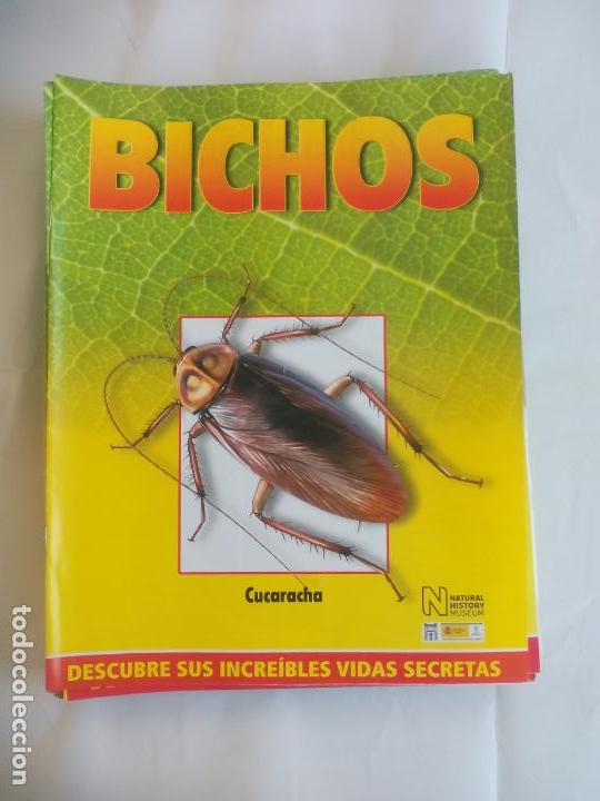 Libros de segunda mano: CUCARACHA, FASC&Iacute;CULO DE BICHOS DE RBA 2008 . INSECTOS - Foto 1