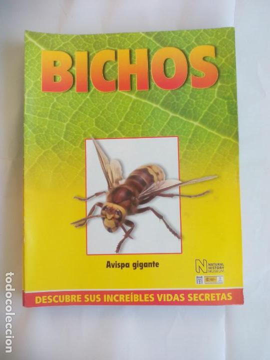 Libros de segunda mano: AVISPA GIGANTE, FASC&Iacute;CULO DE BICHOS DE RBA 2008 . INSECTOS - Foto 1
