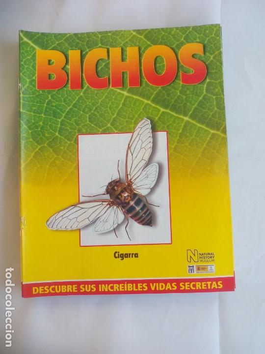 Libros de segunda mano: CIGARRAS, FASC&Iacute;CULO DE BICHOS DE RBA 2008 . INSECTOS - Foto 1