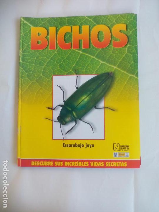 Libros de segunda mano: ESCARABAJOS JOYA, FASC&Iacute;CULO DE BICHOS DE RBA 2008 . INSECTOS - Foto 1