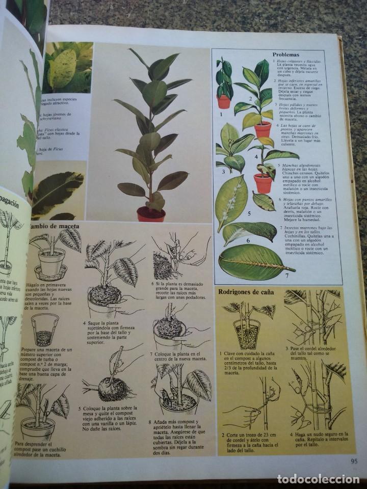 Libros de segunda mano: EL CUIDADO DE LAS PLANTAS DE INTERIOR -- GUIA PRACTICA -- CIRCULO 1981 -- - Foto 2