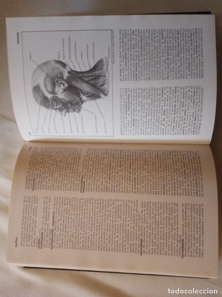 Libros de segunda mano: DICCIONARIO DE BIOLOG&Iacute;A - EDICIONES  ANAYA. - Foto 3