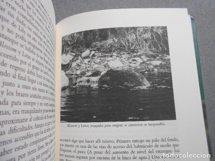 Libros de segunda mano: EL ESTANQUE DE LILY - Foto 6