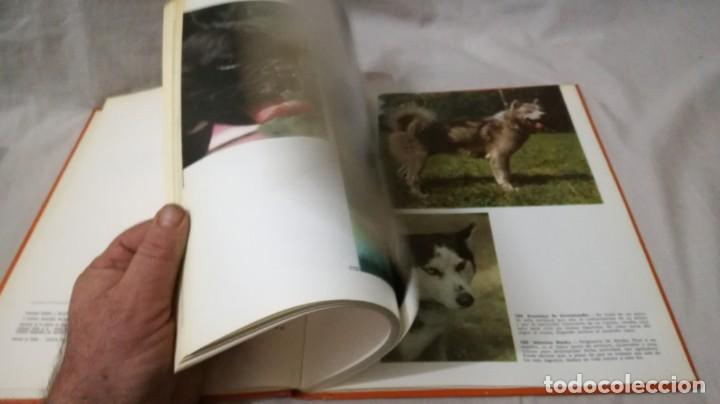 Libros de segunda mano: LOS PERROS-ADRIANO TORREGROSA		EDITORIAL TEIDE 1972 - Foto 8