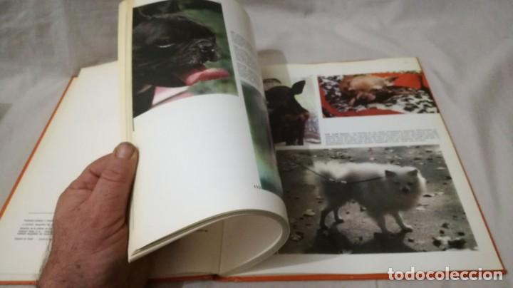 Libros de segunda mano: LOS PERROS-ADRIANO TORREGROSA		EDITORIAL TEIDE 1972 - Foto 9