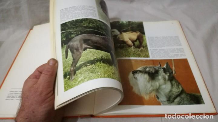 Libros de segunda mano: LOS PERROS-ADRIANO TORREGROSA		EDITORIAL TEIDE 1972 - Foto 10