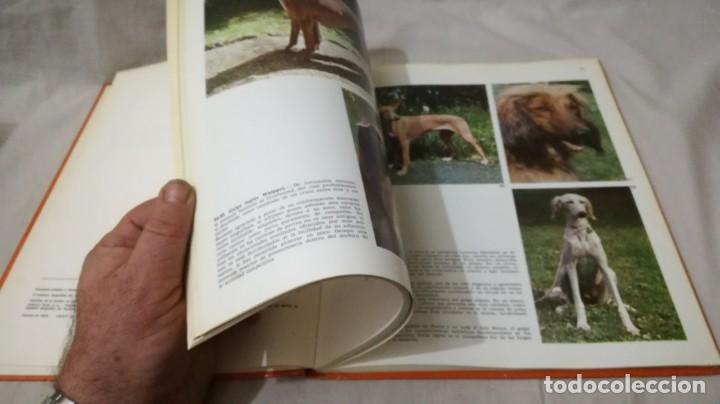 Libros de segunda mano: LOS PERROS-ADRIANO TORREGROSA		EDITORIAL TEIDE 1972 - Foto 11