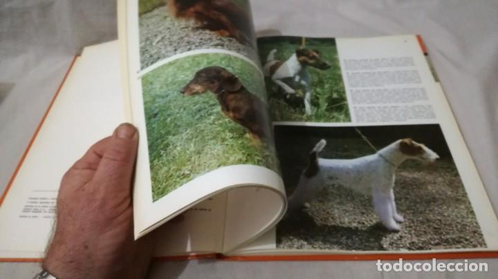 Libros de segunda mano: LOS PERROS-ADRIANO TORREGROSA		EDITORIAL TEIDE 1972 - Foto 13