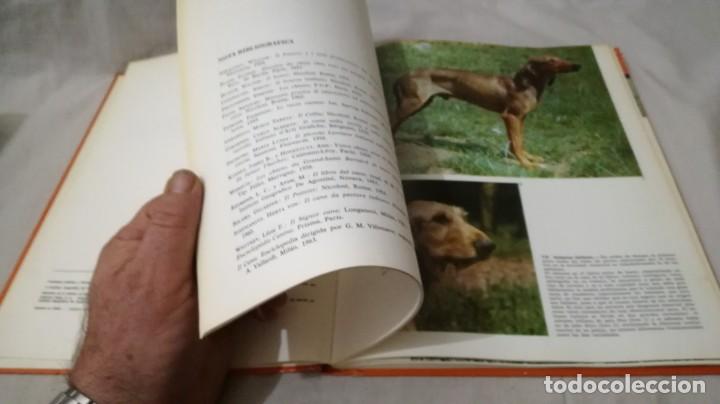 Libros de segunda mano: LOS PERROS-ADRIANO TORREGROSA		EDITORIAL TEIDE 1972 - Foto 14