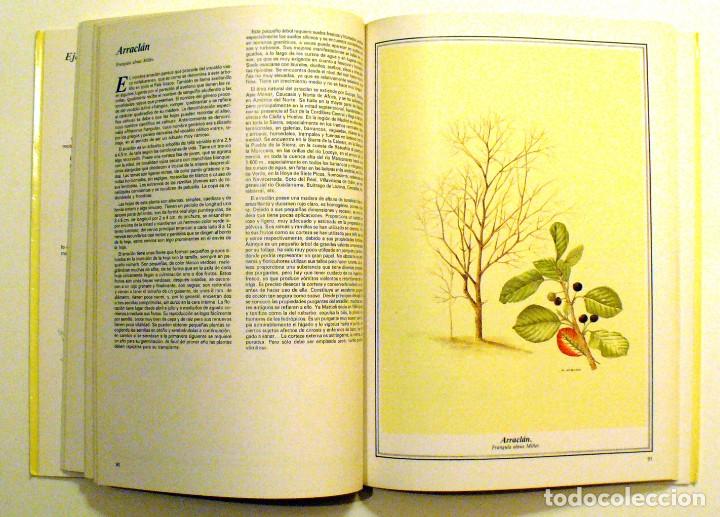 Libros de segunda mano: ARBOLES DE MADRID - Foto 2