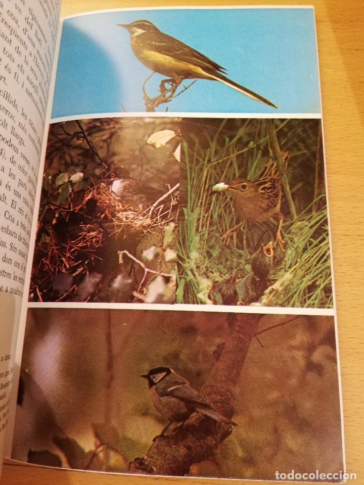 Libros de segunda mano: ELS AUCELLS DE LES BALEARS (JOAN MAYOL SERRA) - Foto 5