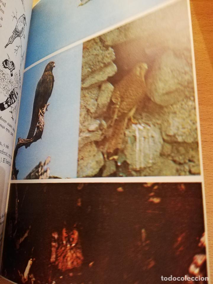 Libros de segunda mano: ELS AUCELLS DE LES BALEARS (JOAN MAYOL SERRA) - Foto 7
