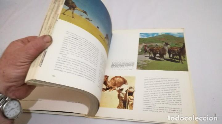 Libros de segunda mano: VIDA SECRETA DE LOS ANIMALES - WALT DISNEY - EDICIONES GAISA - Foto 15