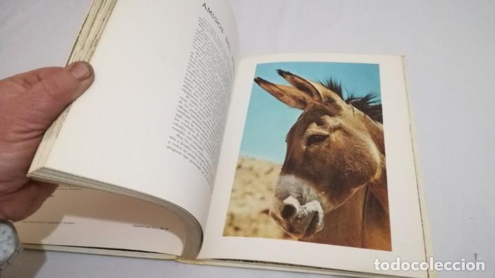 Libros de segunda mano: VIDA SECRETA DE LOS ANIMALES - WALT DISNEY - EDICIONES GAISA - Foto 18