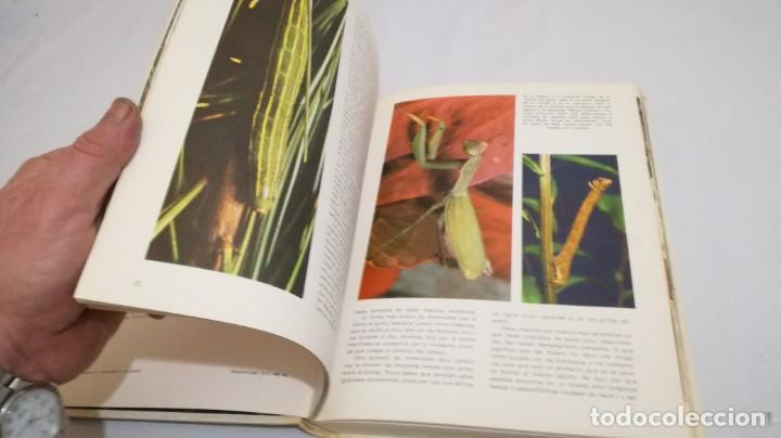 Libros de segunda mano: VIDA SECRETA DE LOS ANIMALES - WALT DISNEY - EDICIONES GAISA - Foto 26