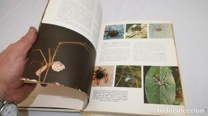 Libros de segunda mano: VIDA SECRETA DE LOS ANIMALES - WALT DISNEY - EDICIONES GAISA - Foto 29