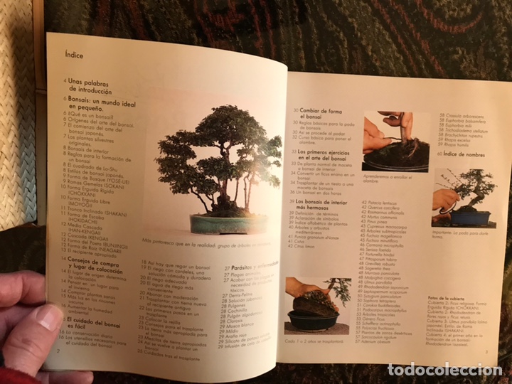 Libros de segunda mano: Bonsais. Mochen Pfisterer. Buen estado - Foto 3