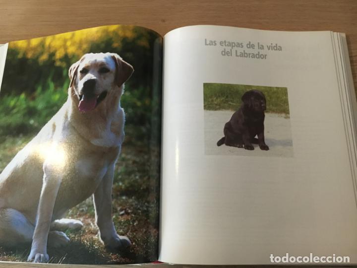 Libros de segunda mano: ENCICLOPEDIA DEL LABRADOR. ED. ANIWA. ROYAL CANIN. 2003 - Foto 4