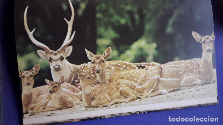 Libros de segunda mano: EL AMOR ENTRE LOS ANIMALES. - Foto 5
