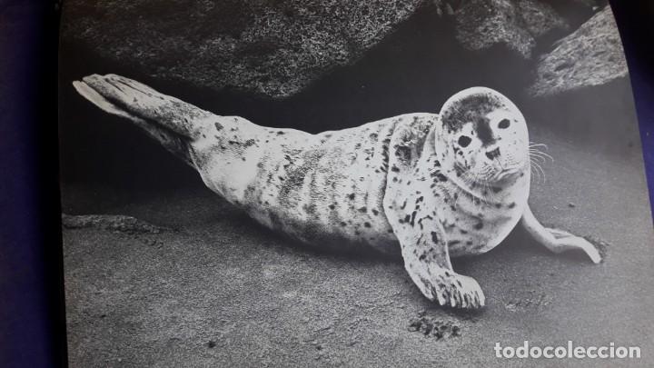Libros de segunda mano: C&Oacute;MO NACEN LOS ANIMALES. - Foto 4