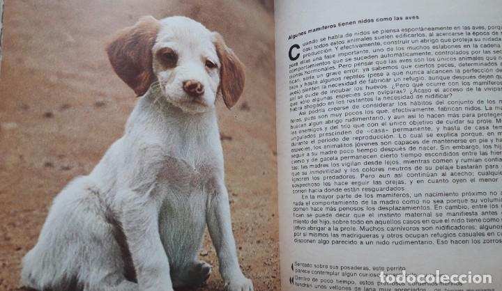 Libros de segunda mano: C&Oacute;MO NACEN LOS ANIMALES. - Foto 6