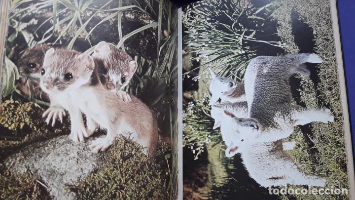 Libros de segunda mano: C&Oacute;MO NACEN LOS ANIMALES. - Foto 7
