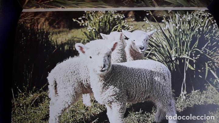 Libros de segunda mano: C&Oacute;MO NACEN LOS ANIMALES. - Foto 8