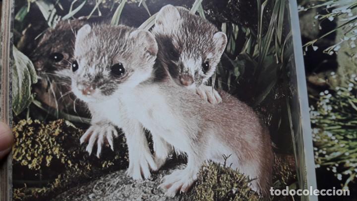 Libros de segunda mano: C&Oacute;MO NACEN LOS ANIMALES. - Foto 9