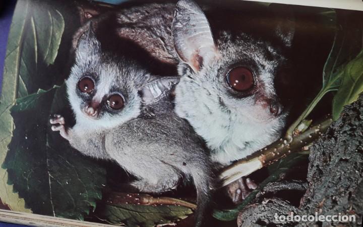 Libros de segunda mano: C&Oacute;MO NACEN LOS ANIMALES. - Foto 10