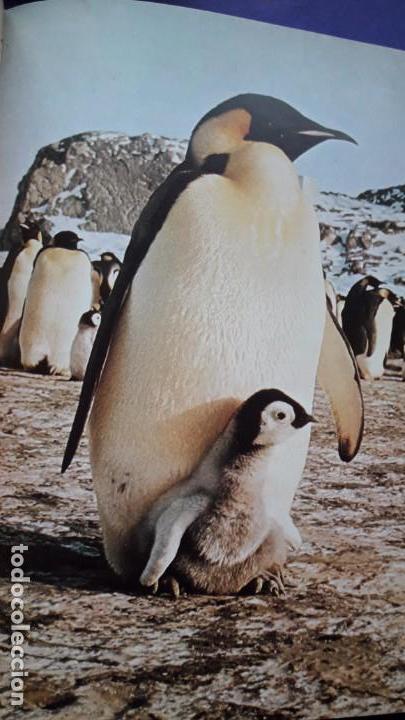 Libros de segunda mano: C&Oacute;MO NACEN LOS ANIMALES. - Foto 11