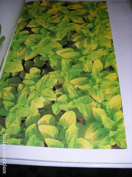 Libros de segunda mano: HIERBAS UNA GU&Iacute;A COMPLETA PARA CONOCER, CULTIVAR Y UTILIZAR LAS HIERBAS - Foto 2
