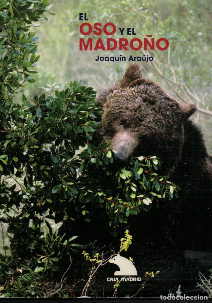 Libros de segunda mano: Joaqu&iacute;n Ara&uacute;jo, El oso y el madro&ntilde;o - Foto 1