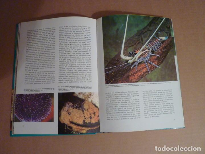 Libros de segunda mano: LIBRO MARAVILLAS DEL MAR WALT DISNEY A&Ntilde;O 1975 - Foto 5