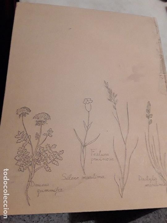 Libros de segunda mano: Oyambre, espacio natural. Cantabria. - Foto 2