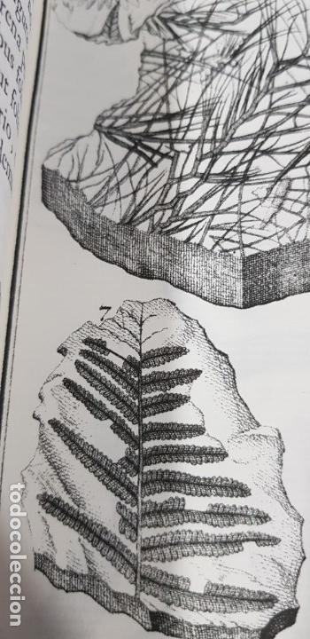 Libros de segunda mano: Herbarium diluvianum collectum (Bot&aacute;nica).Scheuchzero, Johanne Jacobo. - Foto 7