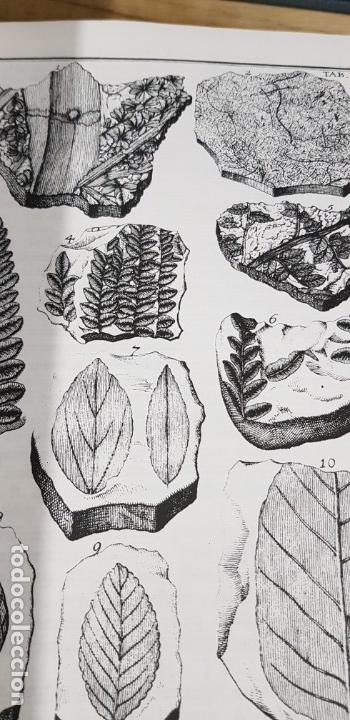 Libros de segunda mano: Herbarium diluvianum collectum (Bot&aacute;nica).Scheuchzero, Johanne Jacobo. - Foto 8