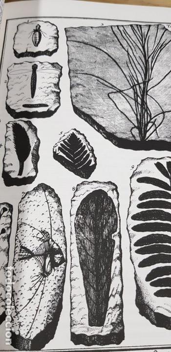 Libros de segunda mano: Herbarium diluvianum collectum (Bot&aacute;nica).Scheuchzero, Johanne Jacobo. - Foto 9