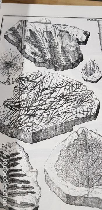 Libros de segunda mano: Herbarium diluvianum collectum (Bot&aacute;nica).Scheuchzero, Johanne Jacobo. - Foto 13