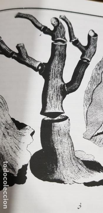 Libros de segunda mano: Herbarium diluvianum collectum (Bot&aacute;nica).Scheuchzero, Johanne Jacobo. - Foto 16