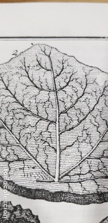 Libros de segunda mano: Herbarium diluvianum collectum (Bot&aacute;nica).Scheuchzero, Johanne Jacobo. - Foto 19