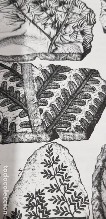 Libros de segunda mano: Herbarium diluvianum collectum (Bot&aacute;nica).Scheuchzero, Johanne Jacobo. - Foto 21