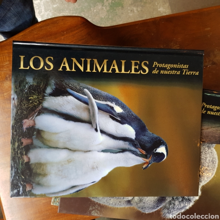 Libros de segunda mano: LOS ANIMALES PROTAGONISTAS DE NUESTRA TIERRA ( 10 TOMOS ) EDICIONES RUEDA - Foto 2