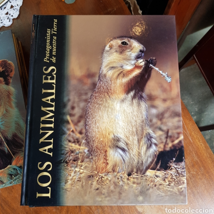 Libros de segunda mano: LOS ANIMALES PROTAGONISTAS DE NUESTRA TIERRA ( 10 TOMOS ) EDICIONES RUEDA - Foto 5