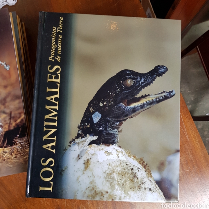 Libros de segunda mano: LOS ANIMALES PROTAGONISTAS DE NUESTRA TIERRA ( 10 TOMOS ) EDICIONES RUEDA - Foto 6