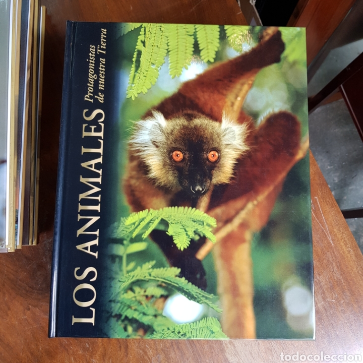 Libros de segunda mano: LOS ANIMALES PROTAGONISTAS DE NUESTRA TIERRA ( 10 TOMOS ) EDICIONES RUEDA - Foto 7